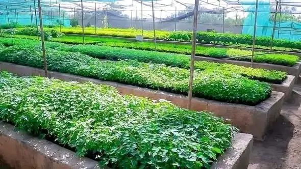 የሶማሌ ክልል ለአንድ ጀምበር የችግኝ ተከላ መርሐ ግብር ዝግጅቱን አጠናቅቋል