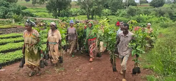 በቤኒሻንጉል ጉሙዝ ክልል ለአንድ ጀምበር የችግኝ ተከላ ዘመቻ የቅድመ ዝግጅት ሥራዎች ተሠርተዋል