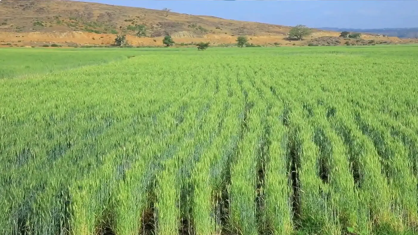 How the Amhara Region Doubled Its Harvest, Sparked an Economic Boom