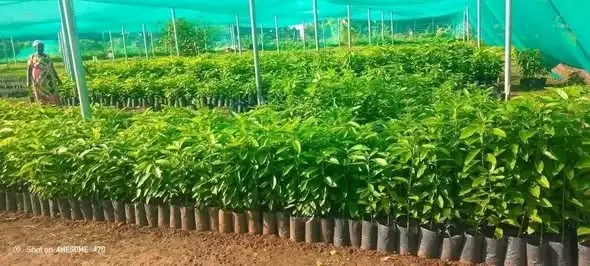 በደቡብ ኢትዮጵያ ክልል የአንድ ጀምበር የችግኝ ተከላ ዝግጅት ተጠናቀቀ