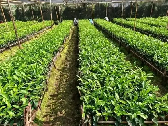 በደቡብ ምዕራብ ኢትዮጵያ ህዝቦች ክልል ለአንድ ጀምበር የአረንጓዴ ዐሻራ መርሃ-ግብር ቅድመ ዝግጅት ተጠናቅቋል
