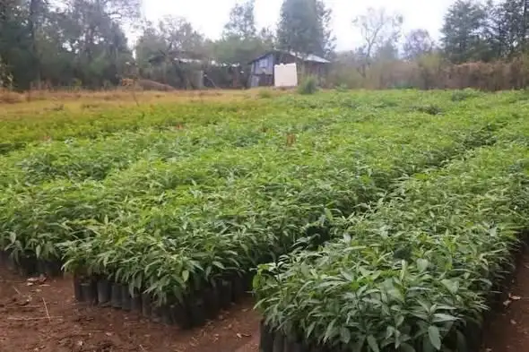 በአማራ ክልል የአንድ ጀምበር የአረንጓዴ ዐሻራ መርሐ ግብር ቅድመ ዝግጅት ተጠናቀቀ