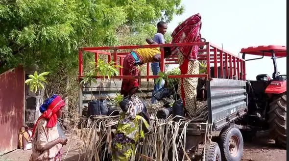 አረንጓዴ ዐሻራ በረሃማውን የአፋር አየር ንብረት እየለወጠው ይገኛል - የሰመራ ነዋሪዎች