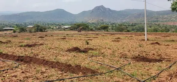 በሐረሪ ክልል ለነገው የአንድ ጀምበር የችግኝ ተከላ መርሐ ግብር ዝግጅት ተጠናቅቋል