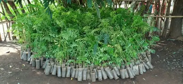 በጋምቤላ ክልል የአንድ ጀምበር የችግኝ ተከላ መርሃግብር ለማከናወን ቅድመ ዝግጅት ተጠናቅቋል