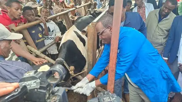 ማዕከላዊ ኢትዮጵያ ክልል የዳልጋ ከብት ዝርያ ማሻሻያ ንቅናቄን በከምባታ ዞን ሀደሮ ከተማ በይፋ አስጀመረ