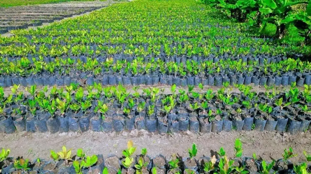 Seedling Drive Underway Across Ethiopia in Bid to Plant 800 Million Trees in a Single Day