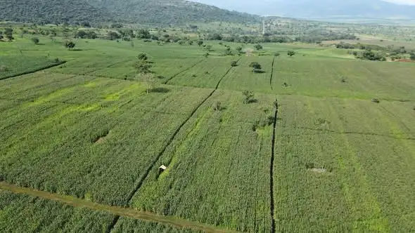 የክላስተር እርሻዎችን ወደ አግሪ-ቢዝነስ ኩባንያነት የማሸጋገር ሥራ እየተከናወነ ነው - ግብርና ሚኒስትር አዲሱ አረጋ