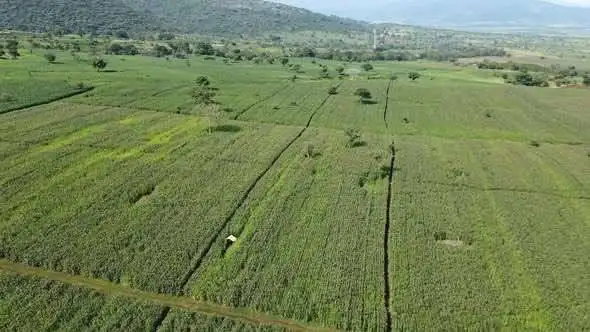 Ethiopia To Transform Cluster Farms Into Farmer Owned Agribusiness Companies