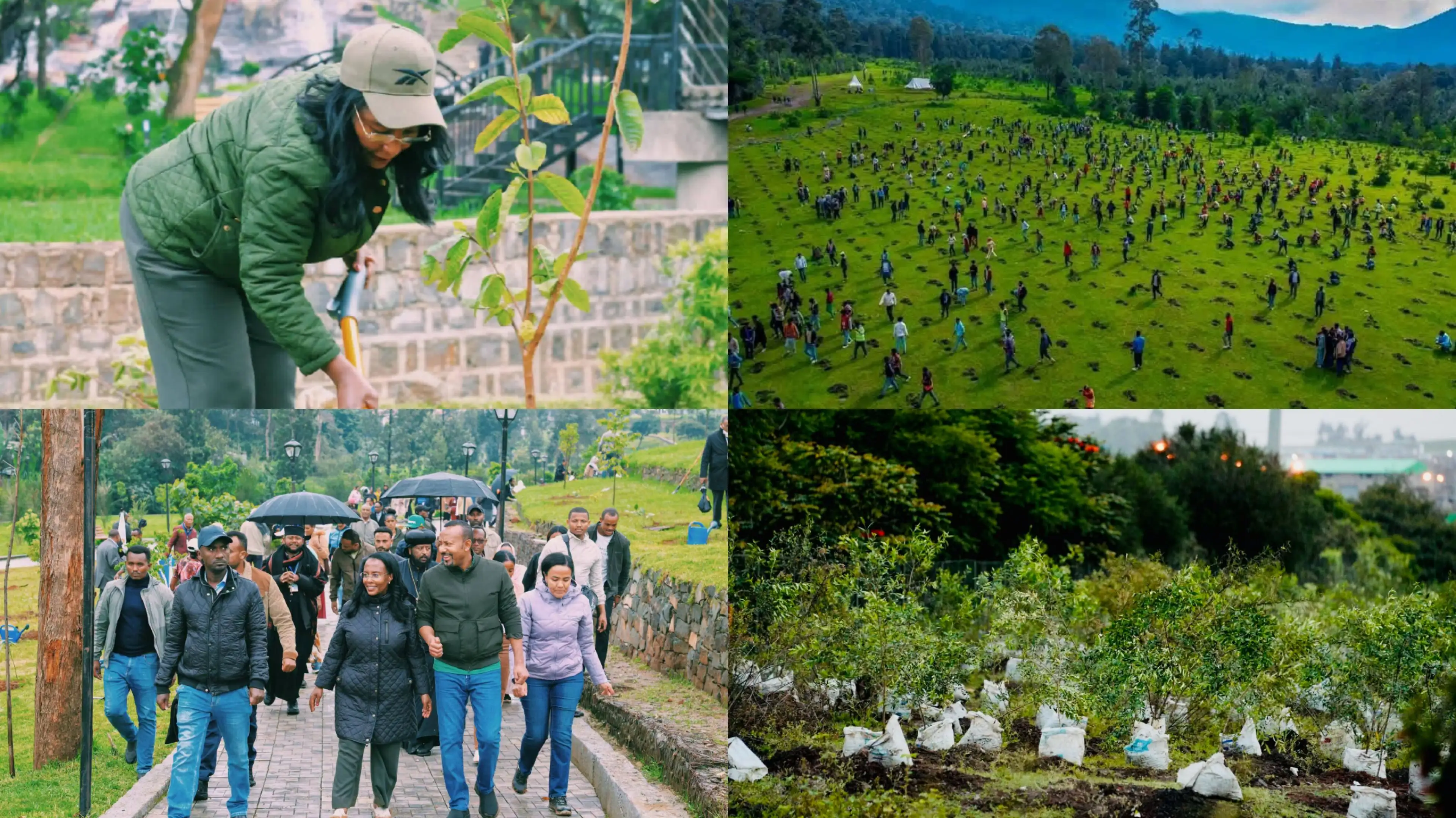 Addis Ababa Exceeds Tree Planting Goal By One Point Five Million