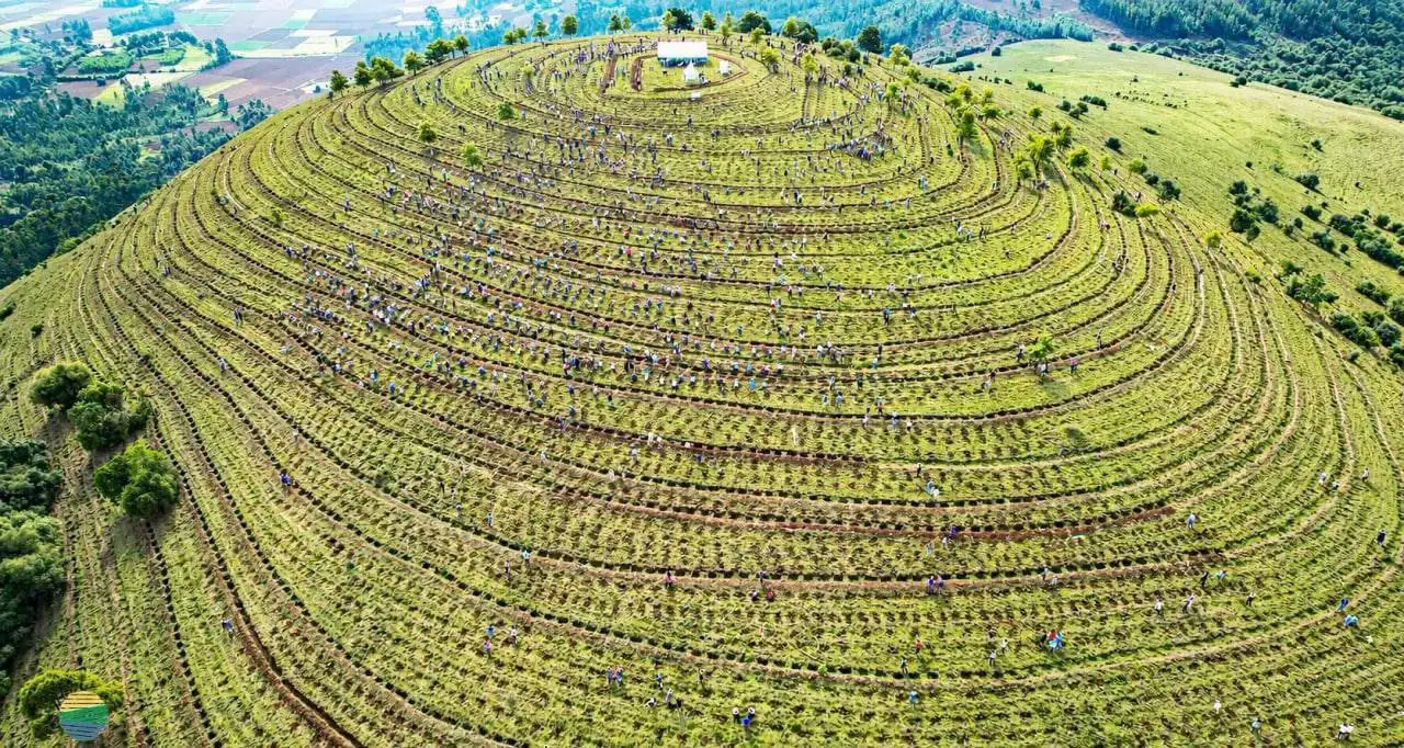 የአረንጓዴ ዐሻራ ንቅናቄ፡-የተፈጥሮ ሚዛንን ከመጠበቅ እስከ ሀገራዊ አንድነትና የኢኮኖሚ እመርታ