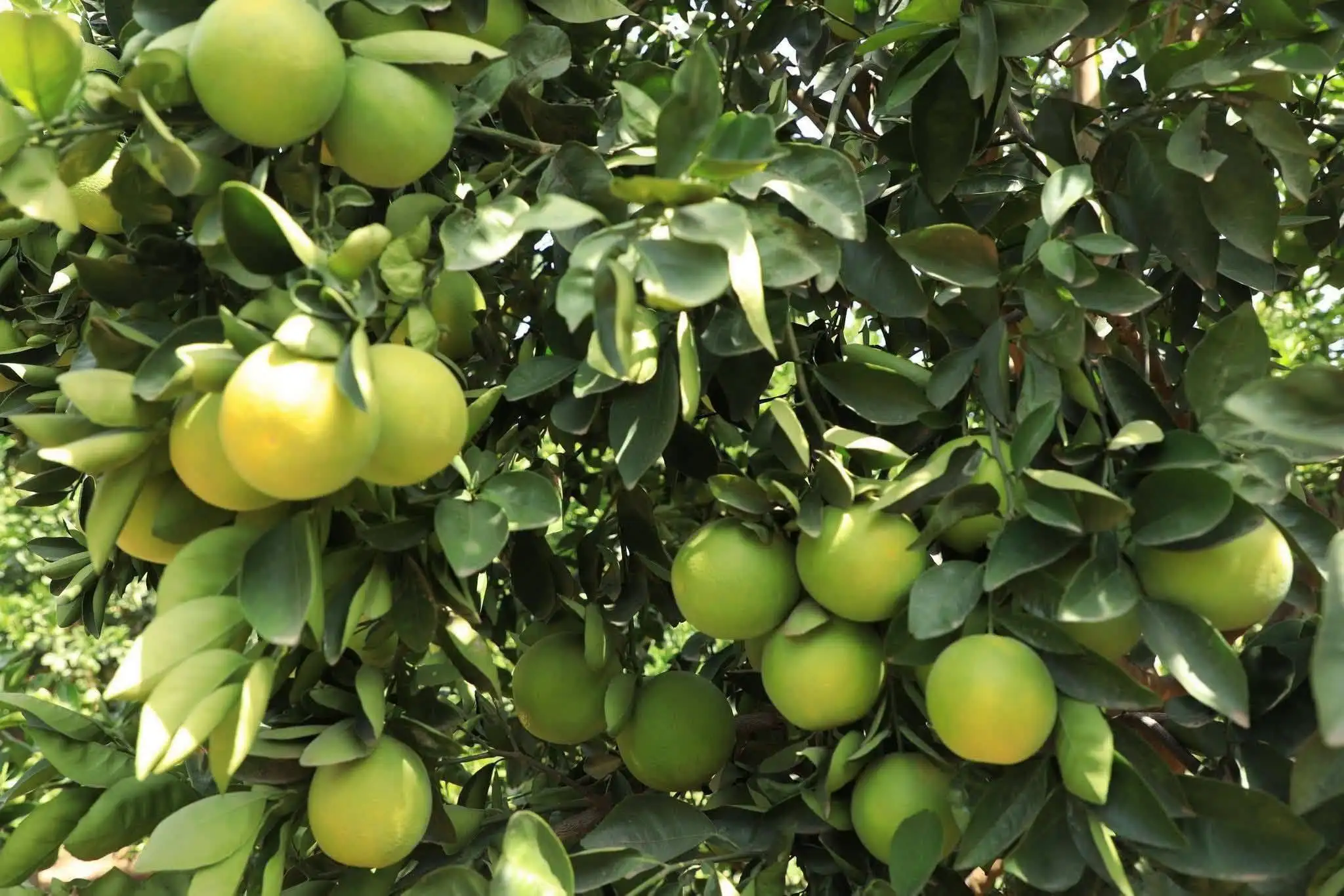 ከሥነ-ምህዳር ጥገና እስከ ሀገራዊ ብልፅግና የዘለቀው የኢትዮጵያ አረንጓዴ ዐሻራ ብሩህ ጉዞ