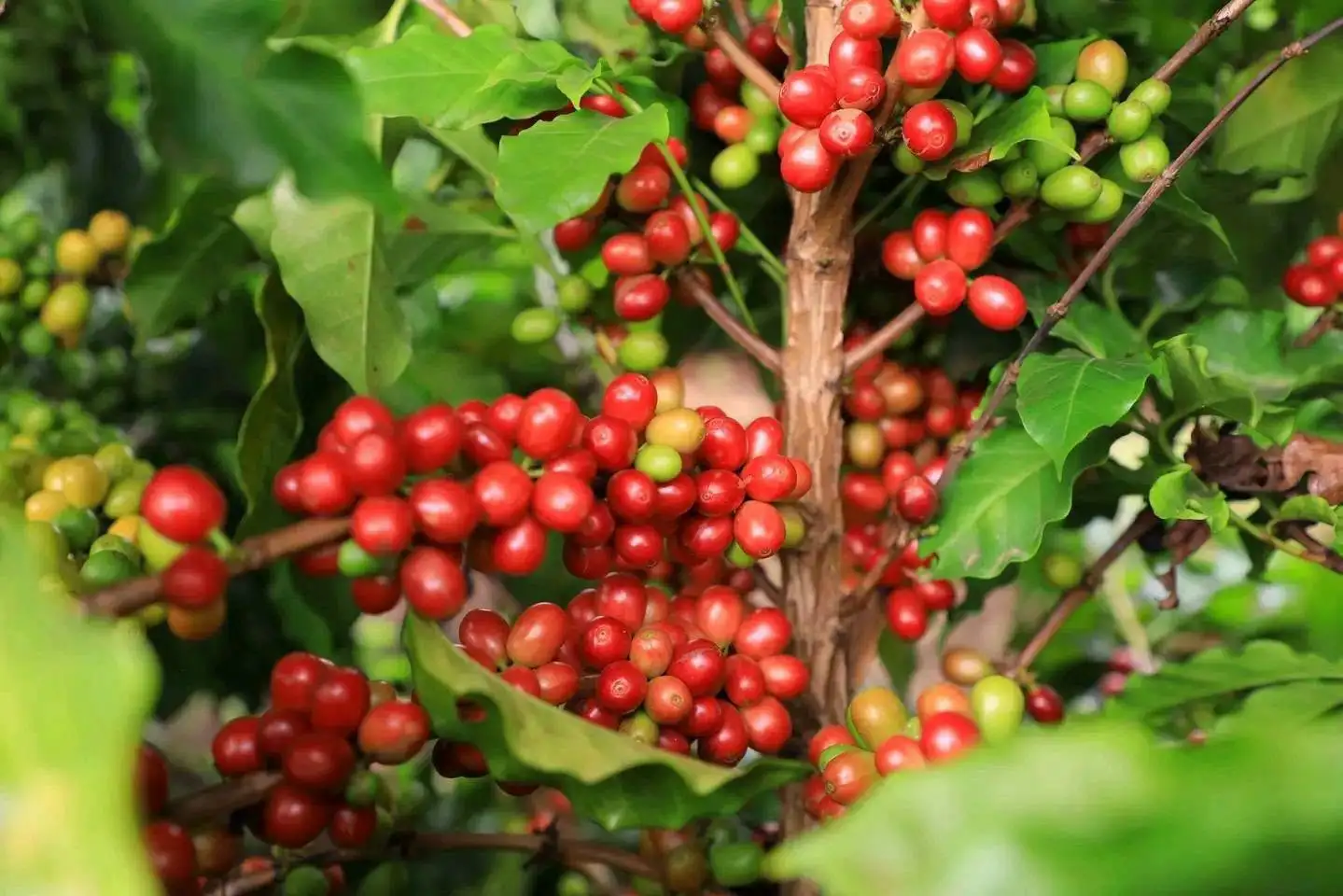 Coffee Production Proving Its Position as an Economic Pillar